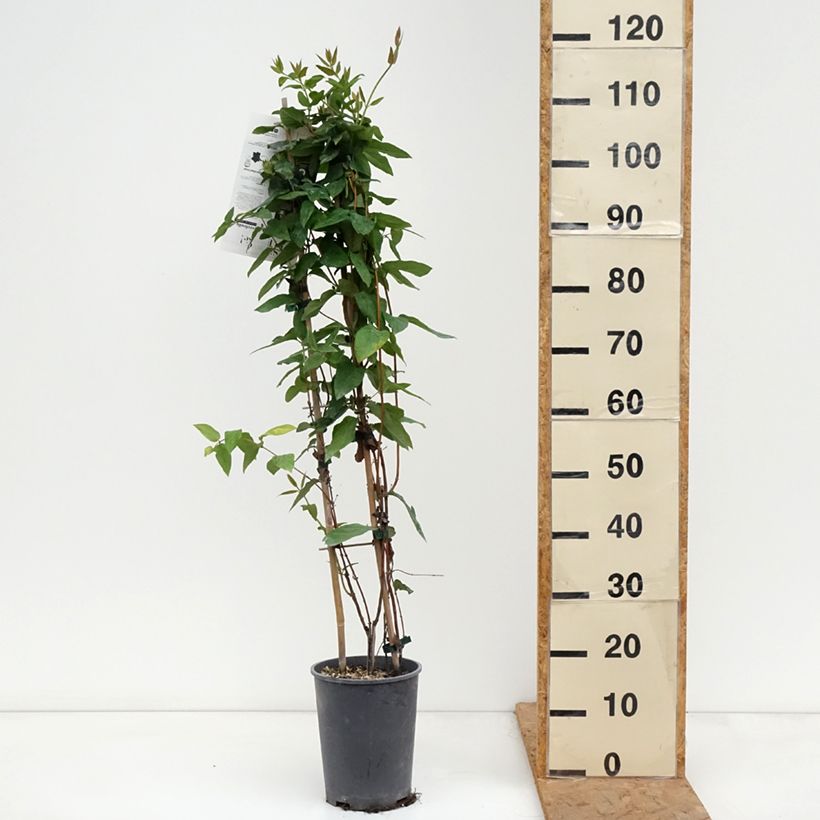 Lonicera similis var. delavayi  4L/5L pot sample as delivered in autumn