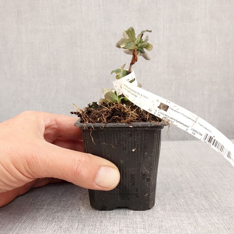 Lonicera periclymenum Chic et Choc - Common Honeysuckle 8/9 cm pot sample as delivered in spring