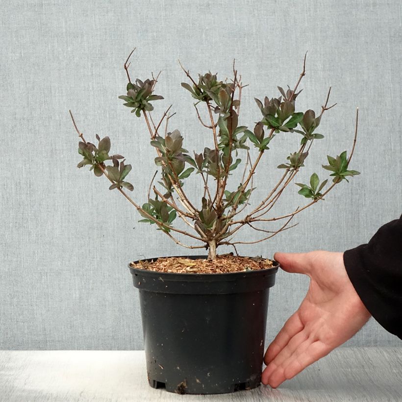 Lonicera periclymenum Chic et Choc - Common Honeysuckle 2L/3L pot sample as delivered in spring