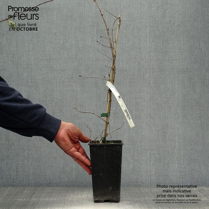 Lonicera caprifolium var. Italica Harlequin 'Sherlite' 1.5L/2L pot sample as delivered in autumn