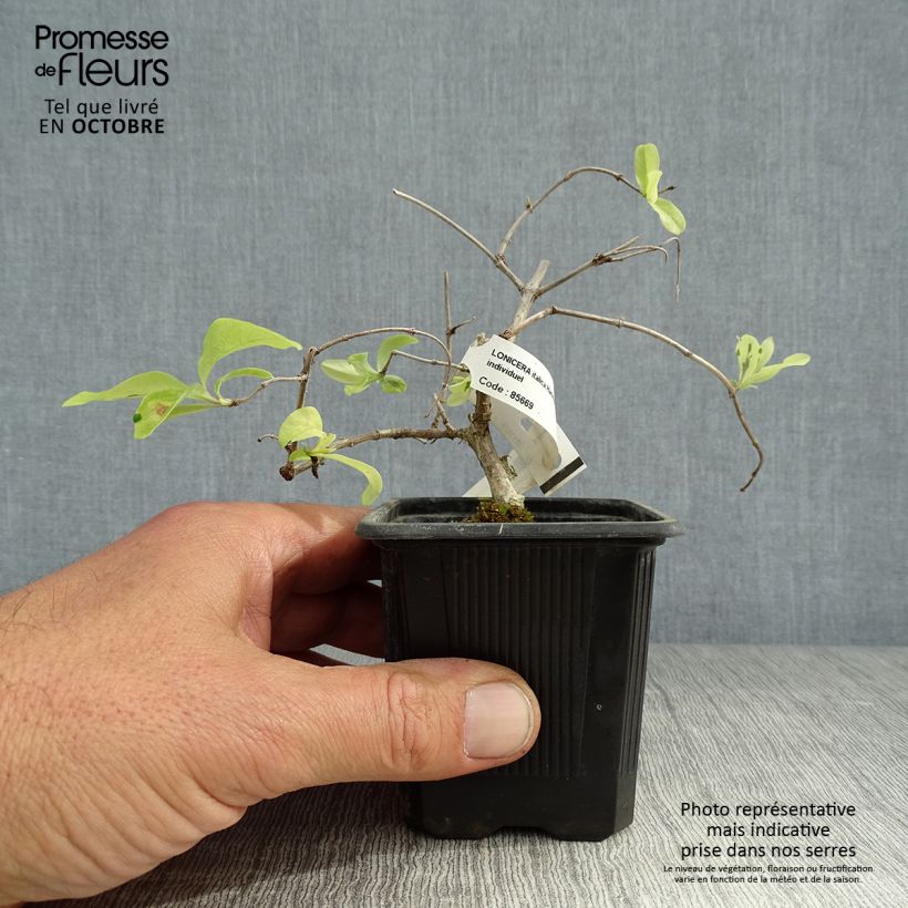 Lonicera caprifolium var. Italica Harlequin 'Sherlite' 8/9 cm pot sample as delivered in autumn