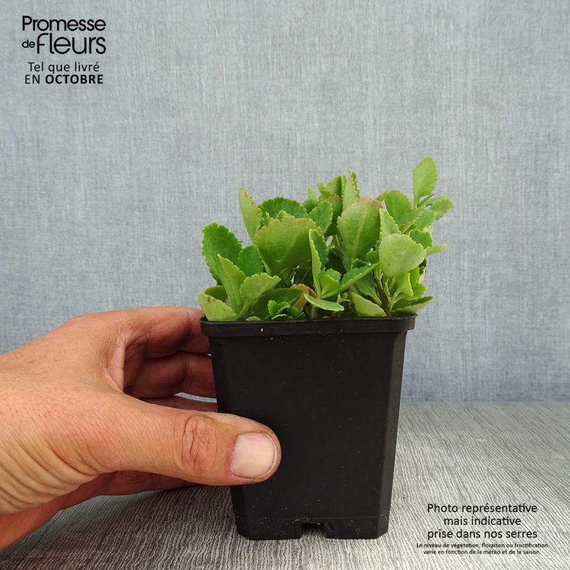Chiastophyllum oppositifolium 8/9 cm pot sample as delivered in autumn