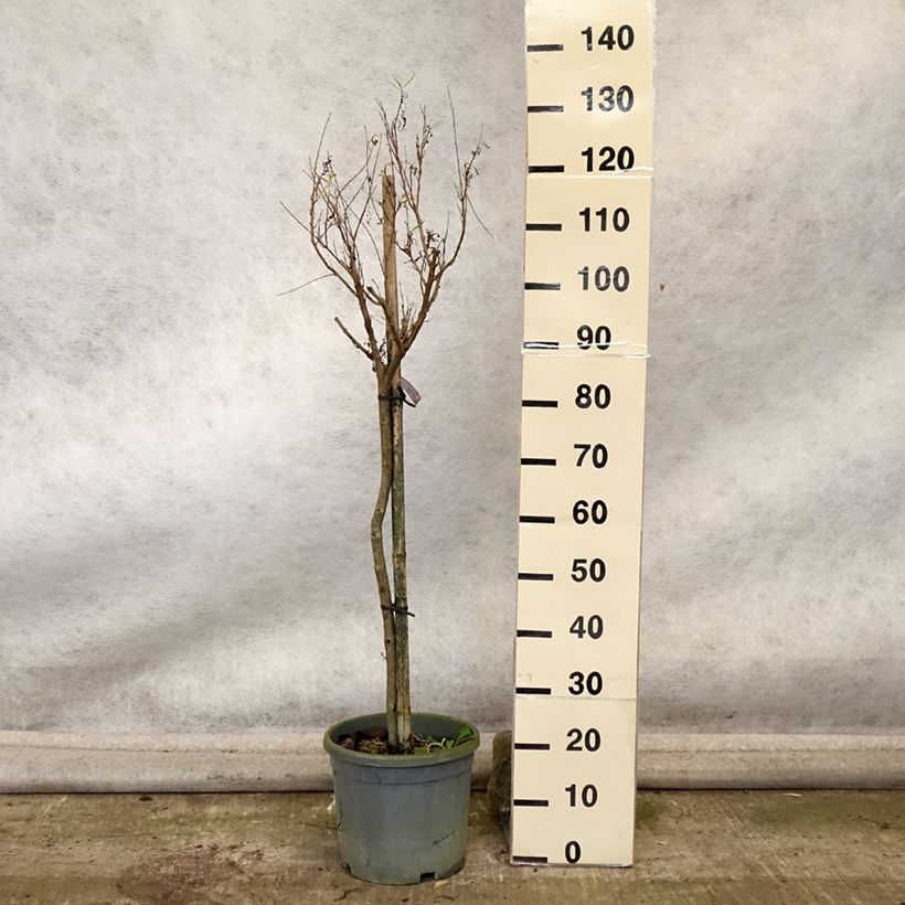 Chilopsis linearis 7.5L/10L pot sample as delivered in autumn