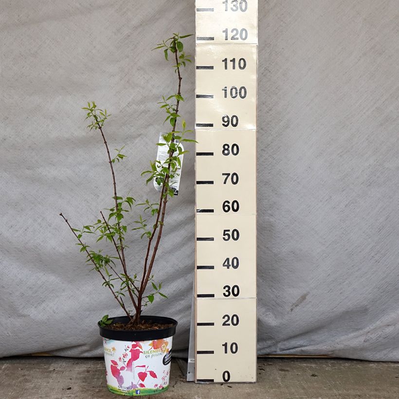 Chimonanthus praecox Grandiflorus 7.5L/10L pot sample as delivered in spring