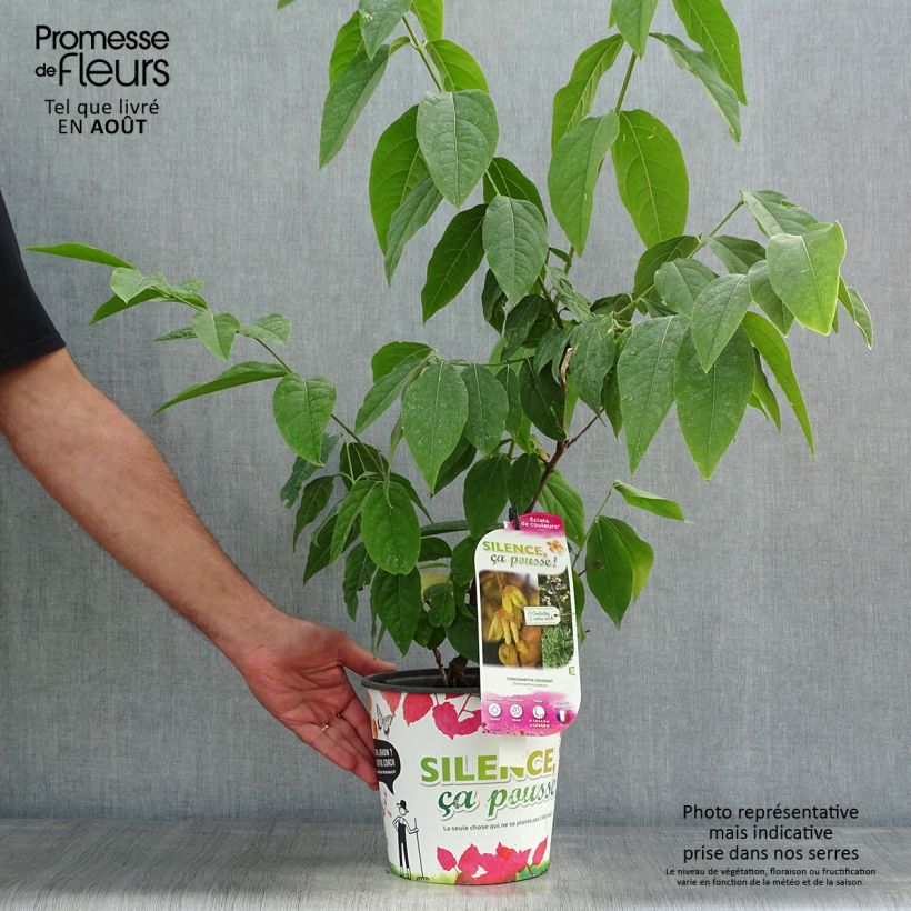 Chimonanthus praecox Grandiflorus 4L/5L pot, Bush sample as delivered in summer