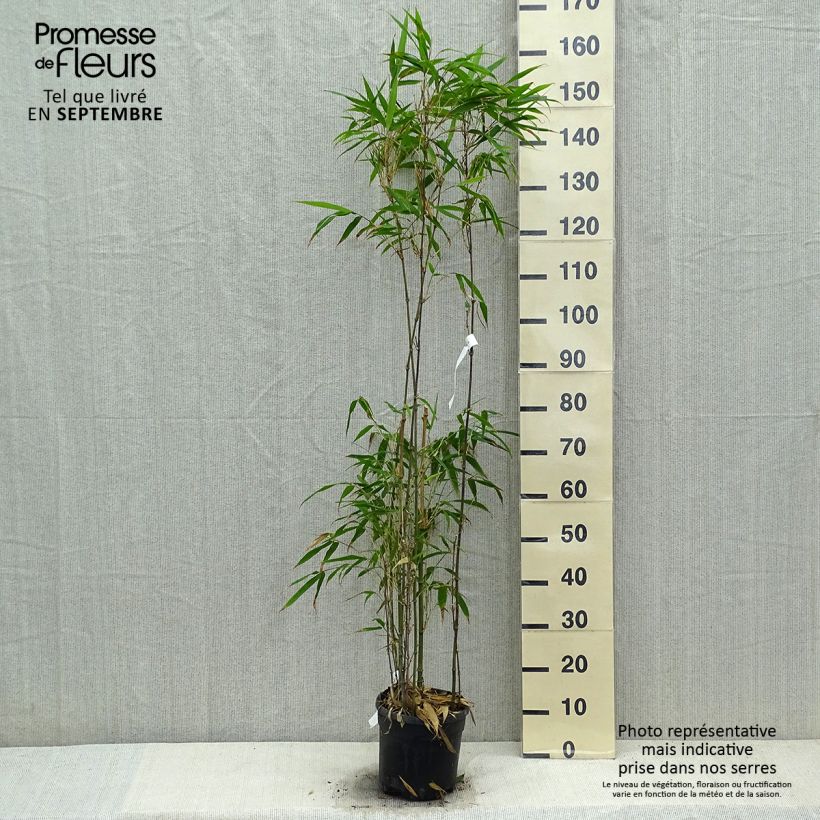 Chimonobambusa quadrangularis 4L/5L pot sample as delivered in autumn