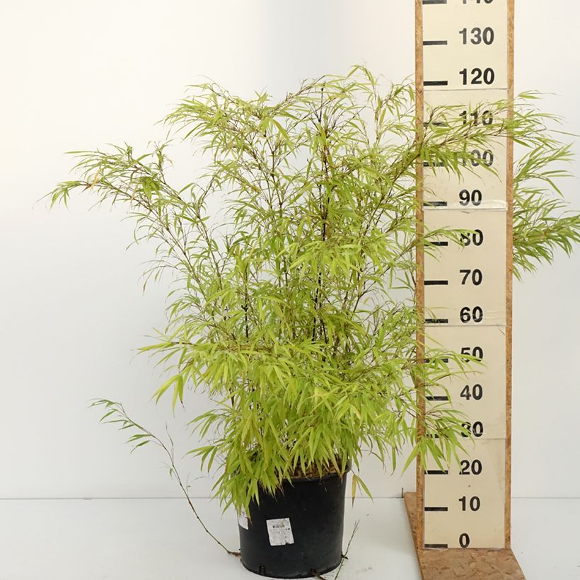 Chimonobambusa tumidissinoda Macrophylla 7.5L/10L pot sample as delivered in autumn