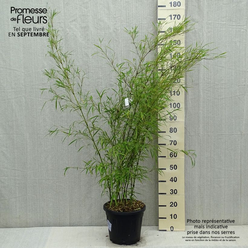 Chimonobambusa tumidissinoda Microphylla 7.5L/10L pot sample as delivered in autumn