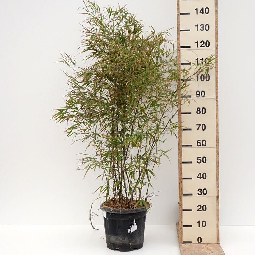 Chimonobambusa tumidissinoda Microphylla 7.5L/10L pot sample as delivered in winter