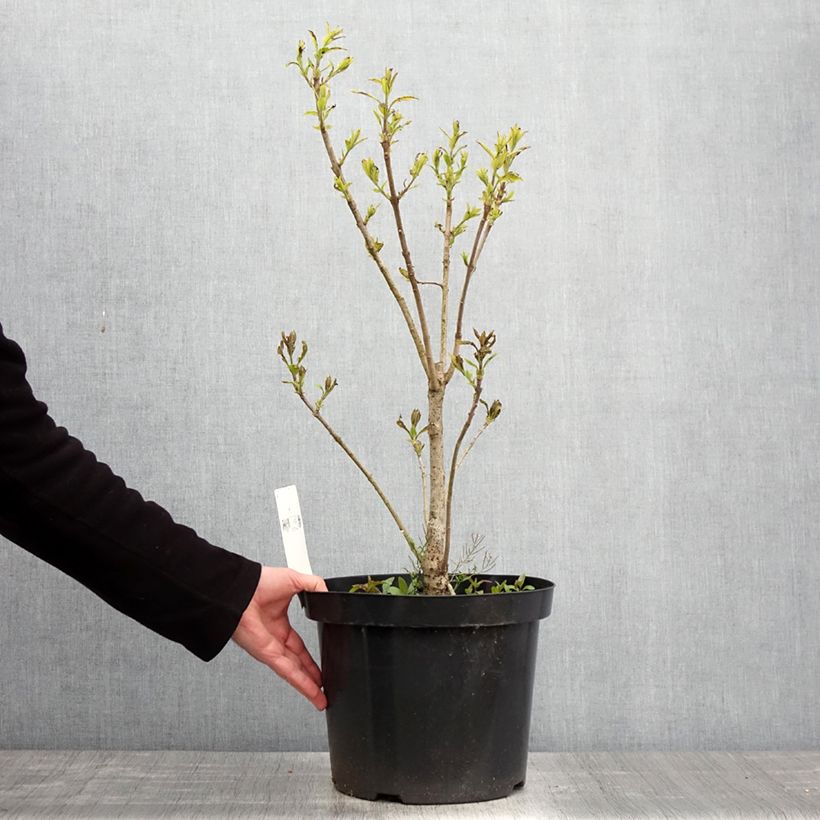 Chionanthus virginicus 4L/5L pot sample as delivered in spring