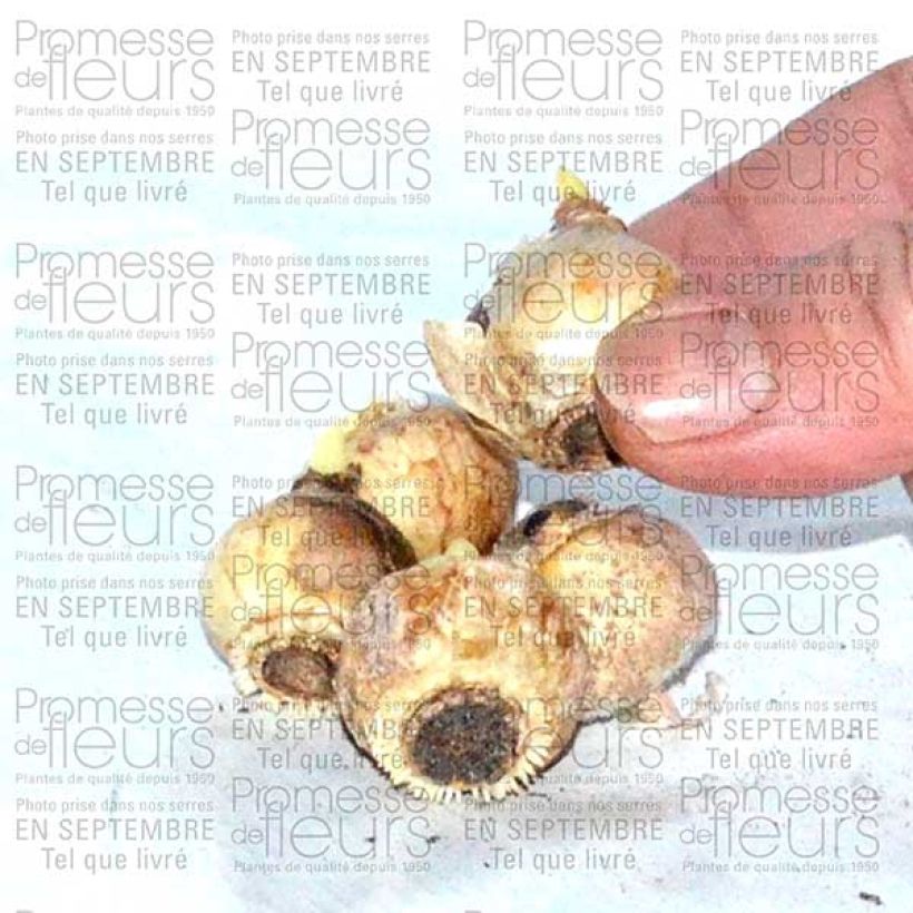 Example of Chionodoxa forbesii Blue Giant Bulb size 5+ specimen as delivered