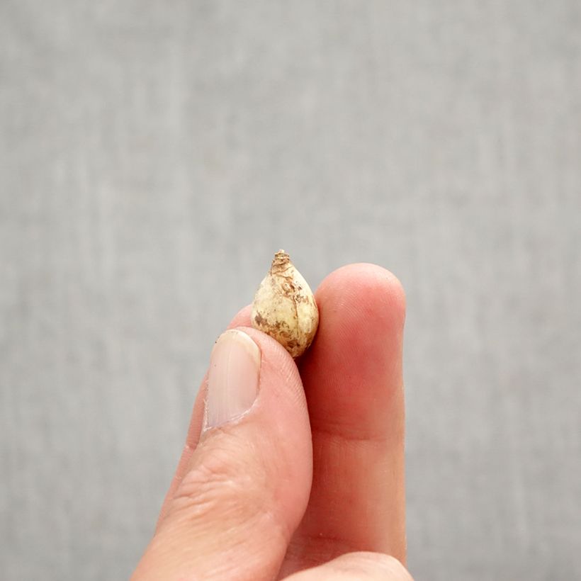 Chionodoxa forbesii Blue Giant Bulb size 5+ sample as delivered in spring