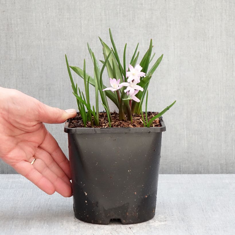 Chionodoxa forbesii Pink Giant 2L/3L pot size 4/6 sample as delivered in winter