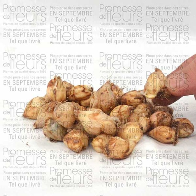 Example of Chionodoxa forbesii Violet Beauty Bulb size 5+ specimen as delivered