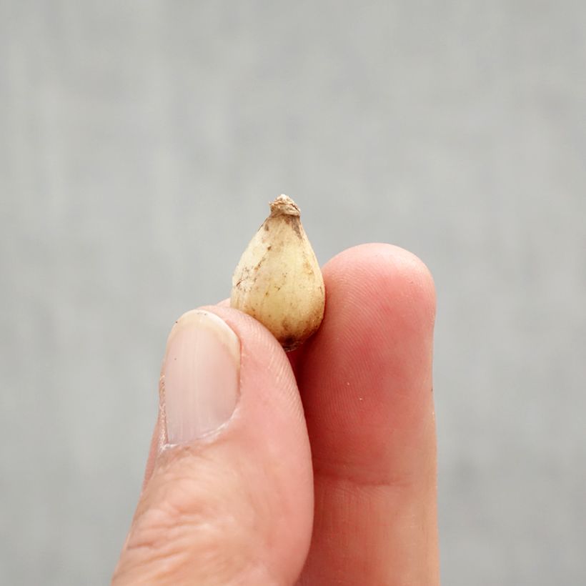 Chionodoxa luciliae Bulb size 5+ sample as delivered in spring