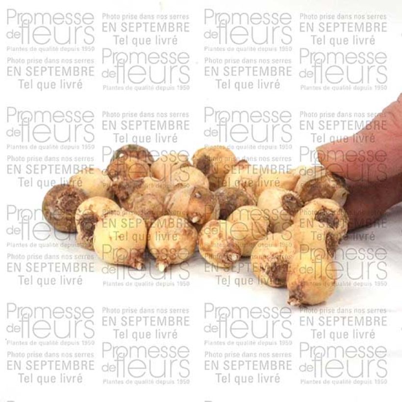 Example of Chionodoxa sardensis Bulb size 5+ specimen as delivered