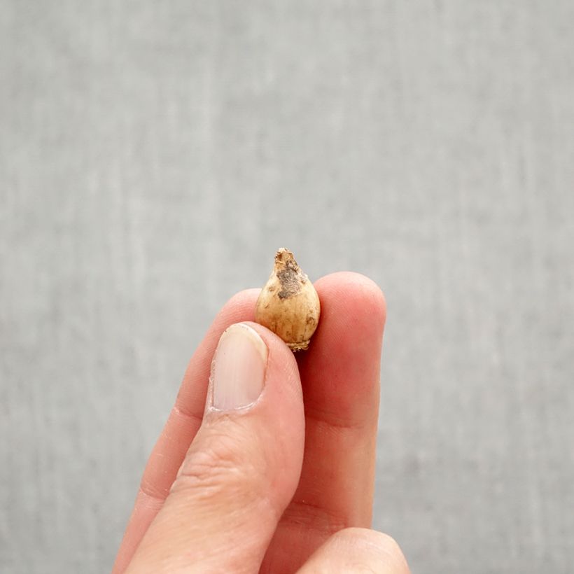 Chionodoxa sardensis Bulb size 5+ sample as delivered in spring