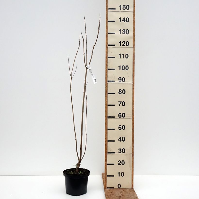 Chitalpa tashkentensis Pink Dawn 4L/5L pot sample as delivered in winter