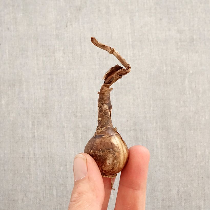 Chlidanthus fragrans - Perfumed fairy lily Bulb size 12+ sample as delivered in spring