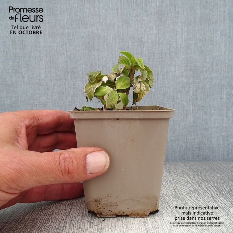 Chloranthus japonicus 8/9 cm pot sample as delivered in autumn