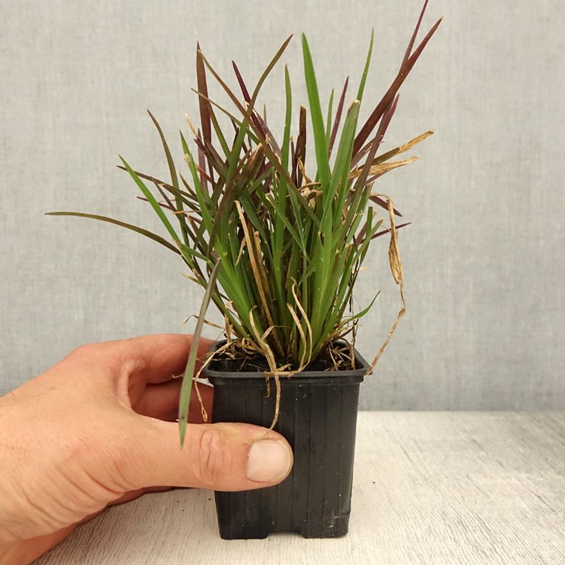 Chloris distichophylla 8/9 cm pot sample as delivered in spring