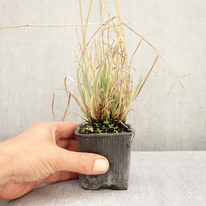 Chloris virgata 8/9 cm pot sample as delivered in autumn