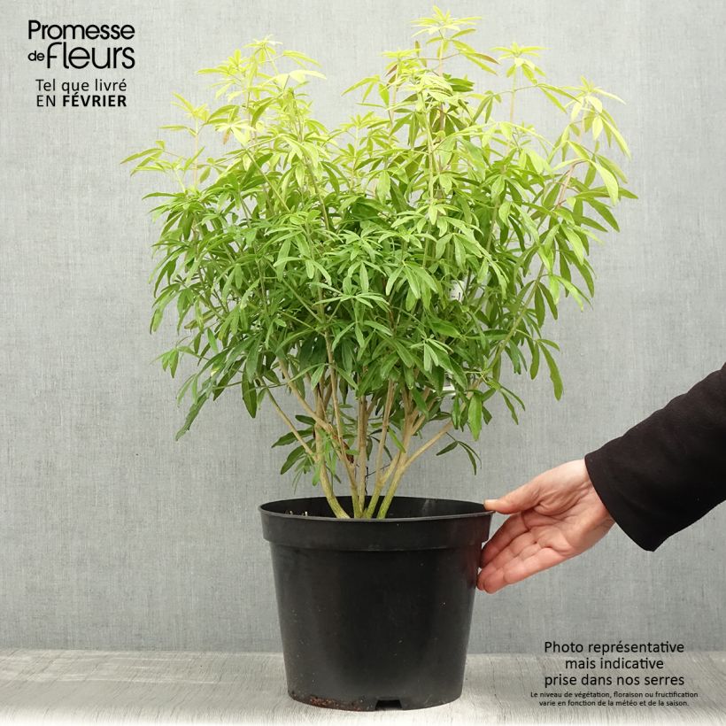 Choisya Goldfinger - Mexican Orange Blossom 7.5L/10L pot sample as delivered in winter