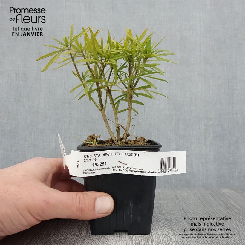 Choisya Little Bee - Mexican Orange Blossom 8/9 cm pot sample as delivered in winter