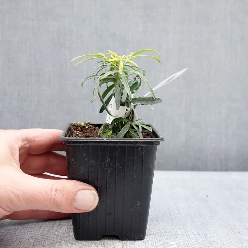 Choisya x dewitteana Little Honey Bee - Mexican Orange Blossom 8/9 cm pot sample as delivered in winter