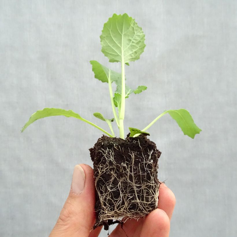 Cabbage Manon F1 plants - Brassica oleracea sabauda Plug plant 3/4cm sample as delivered in spring