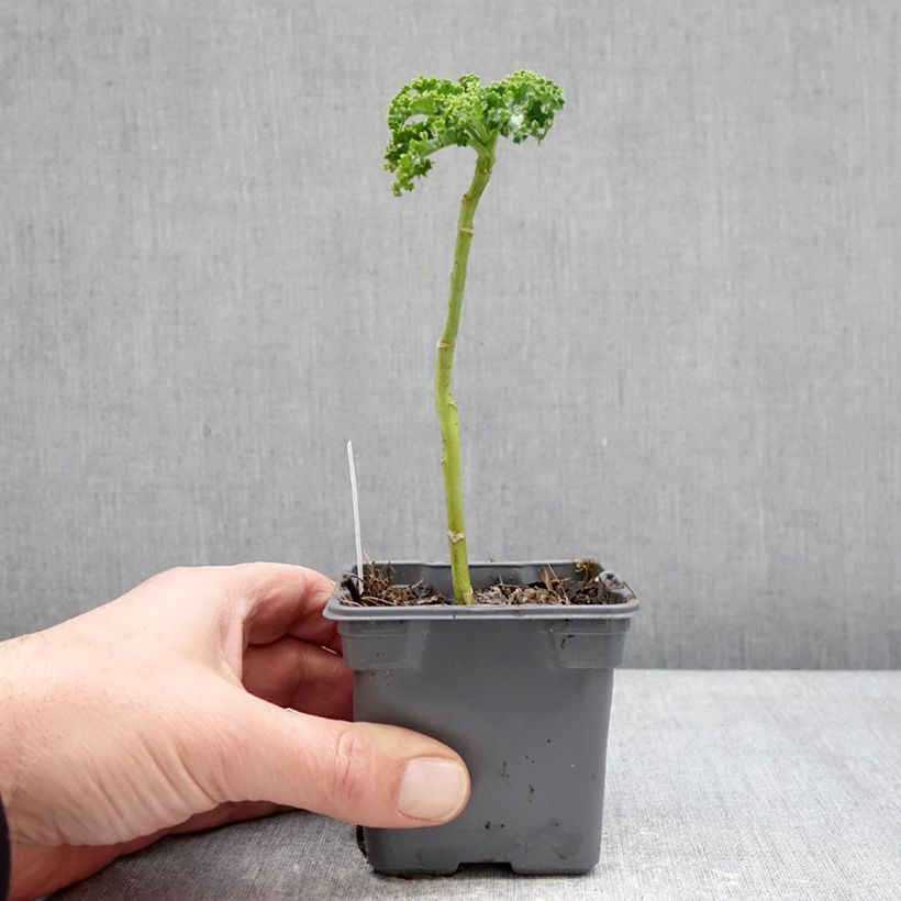 Brassica oleracea Winterbor F1 - Curly Kale 8/9 cm pot sample as delivered in winter
