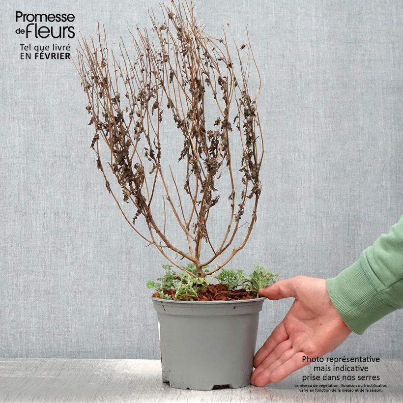 Chrysanthemum indicum Bienchen 2L/3L pot sample as delivered in winter