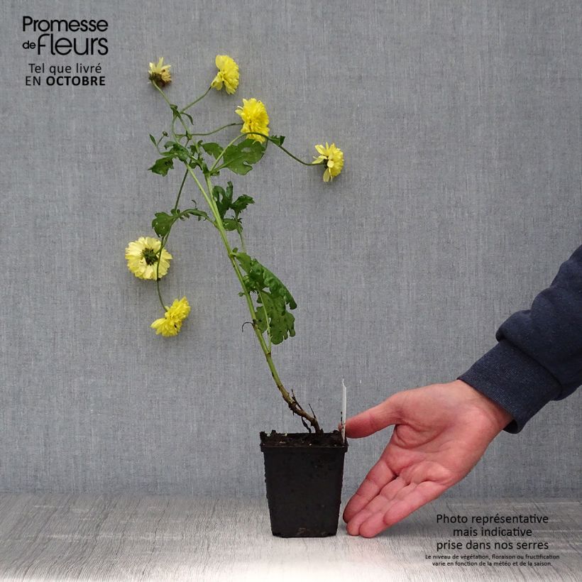 Chrysanthemum indicum Citronella 8/9 cm pot sample as delivered in autumn