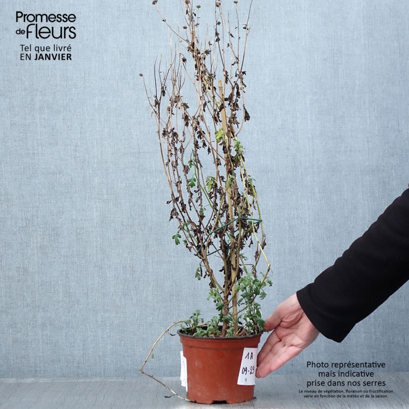 Chrysanthemum indicum Cottage Apricot 2L/3L pot sample as delivered in winter