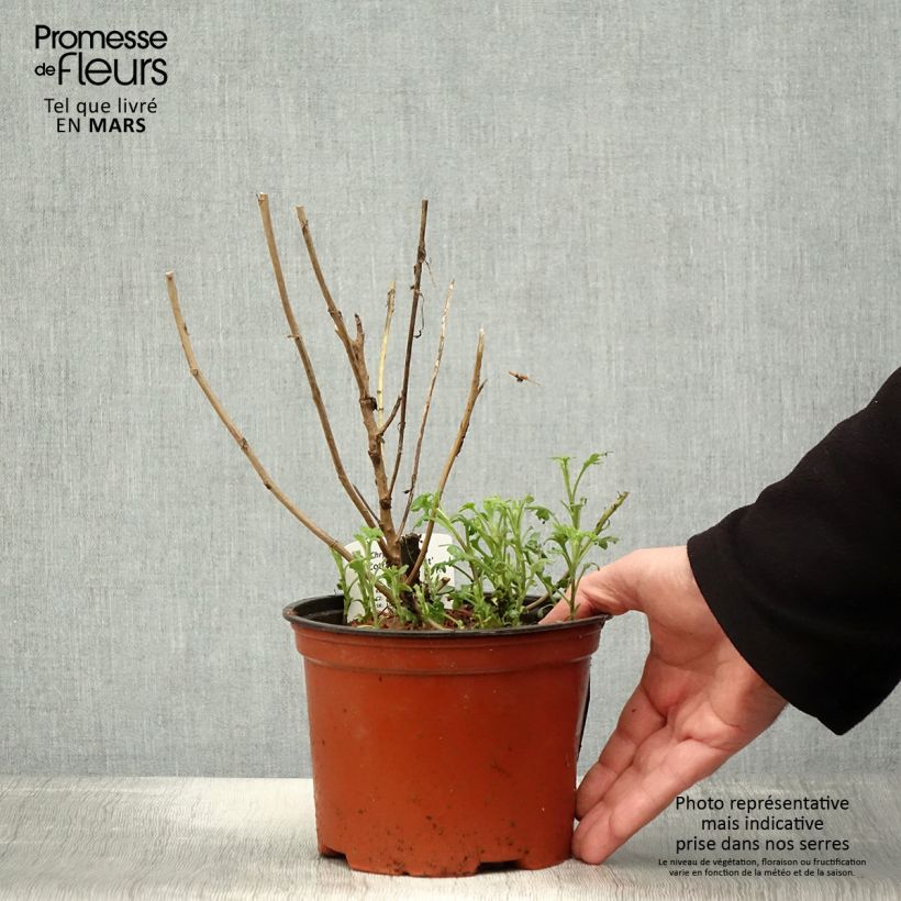 Chrysanthemum indicum Cottage Apricot 2L/3L pot sample as delivered in spring