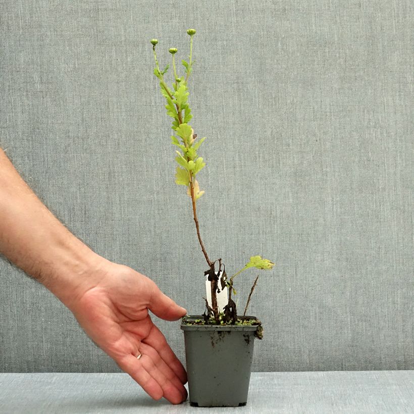 Chrysanthemum indicum Goldmarianne 8/9 cm pot sample as delivered in autumn
