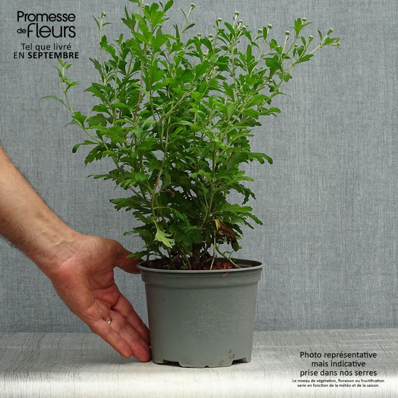 Chrysanthemum koreanum Hebe 2L/3L pot sample as delivered in autumn