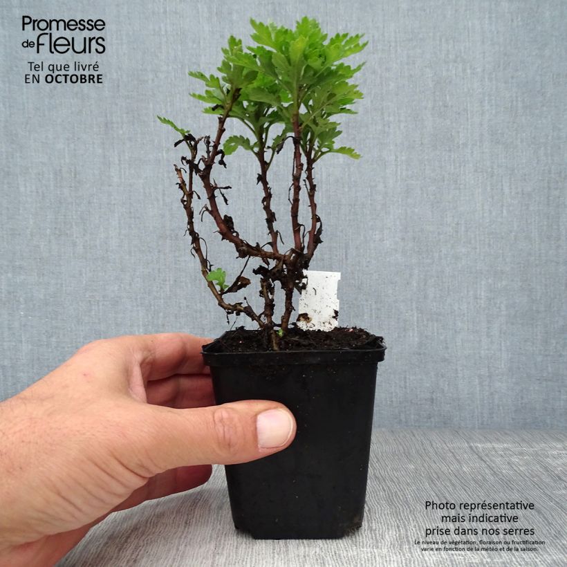 Chrysanthemum indicum Herbstbrokat 8/9 cm pot sample as delivered in autumn