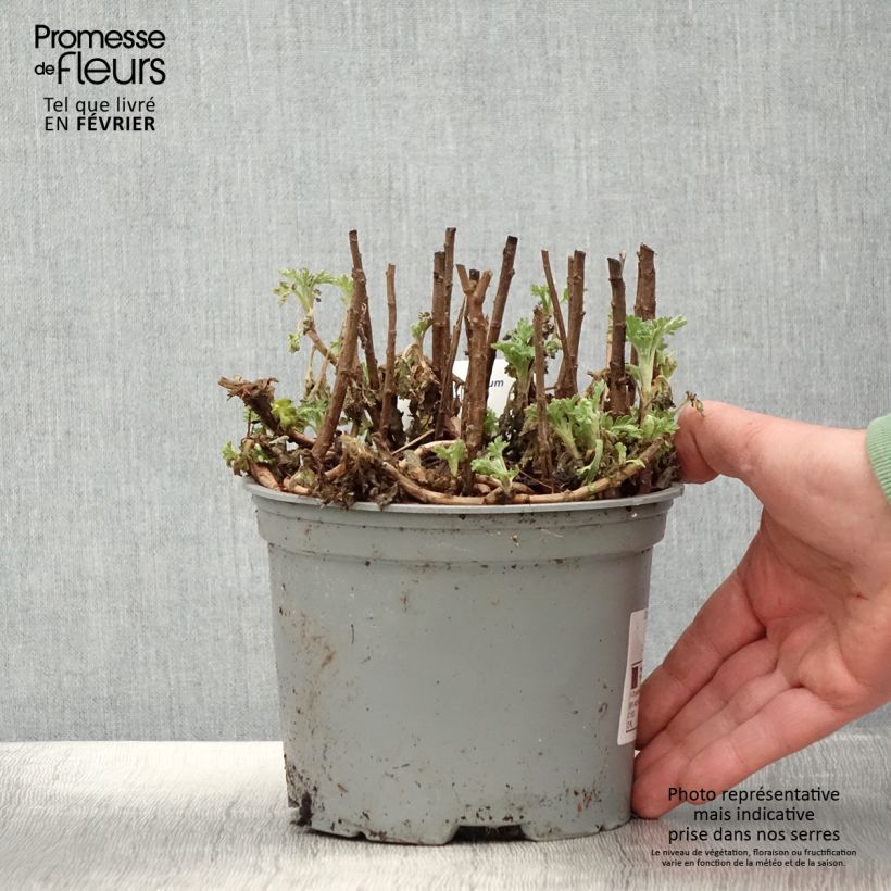 Chrysanthemum indicum Mei Kyo 2L/3L pot sample as delivered in winter