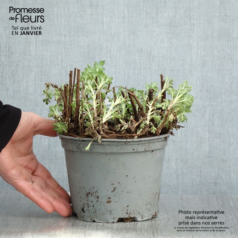 Chrysanthemum indicum Nantyderry Sunshine 2L/3L pot sample as delivered in winter