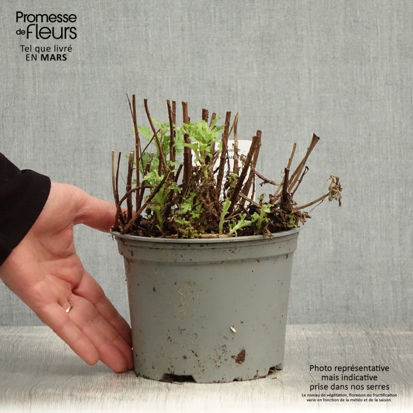 Chrysanthemum indicum Nantyderry Sunshine 2L/3L pot sample as delivered in spring