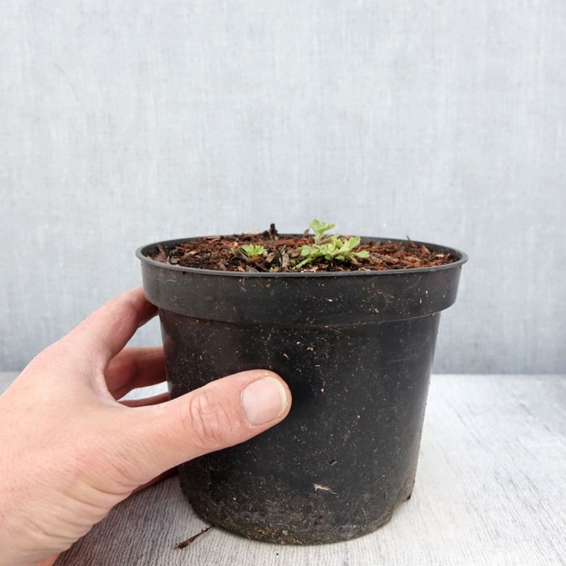Chrysanthemum indicum Nebelrose 2L/3L pot sample as delivered in spring