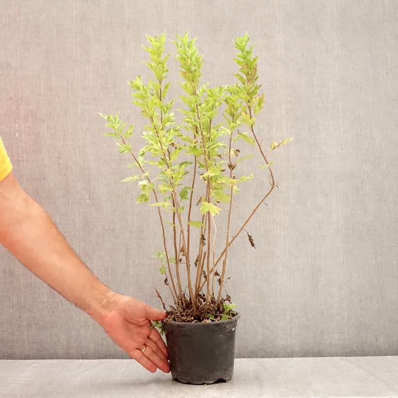 Chrysanthemum Oury 2L/3L pot sample as delivered in summer