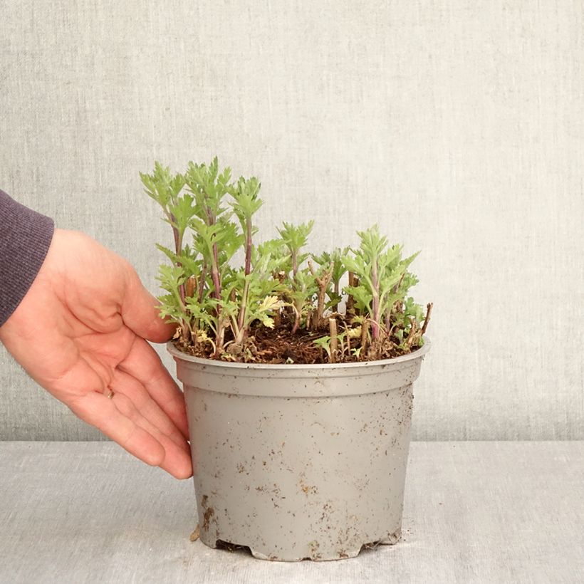 Chrysanthemum Rehauge 2L/3L pot sample as delivered in spring