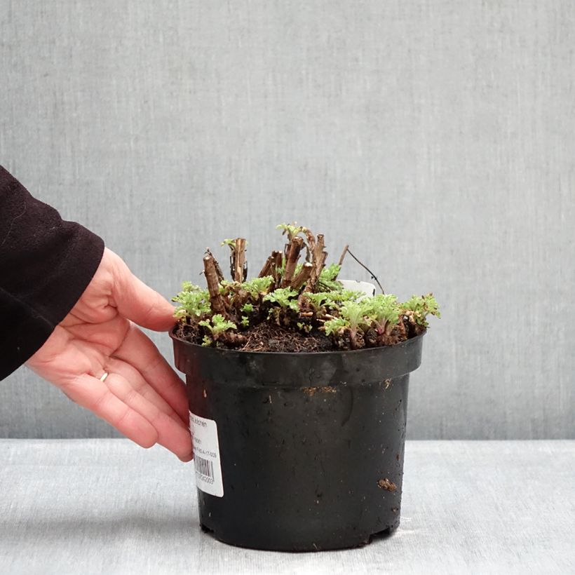 Chrysanthemum Rotes Julchen 2L/3L pot sample as delivered in winter