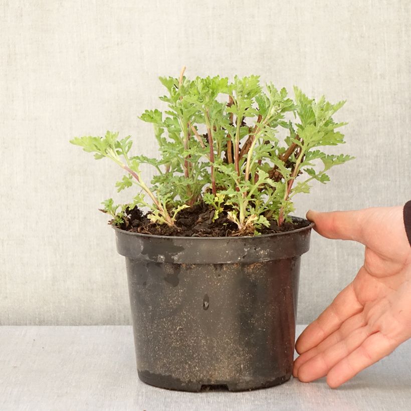 Chrysanthemum Rotes Julchen 2L/3L pot sample as delivered in spring