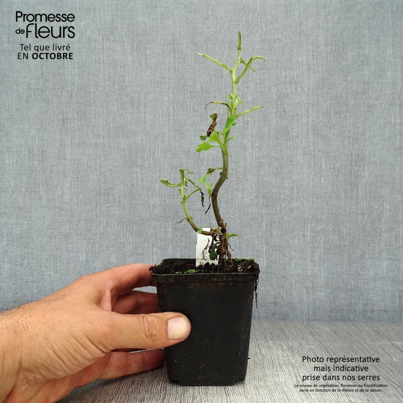Chrysanthemum Brennpunkt 8/9 cm pot sample as delivered in autumn