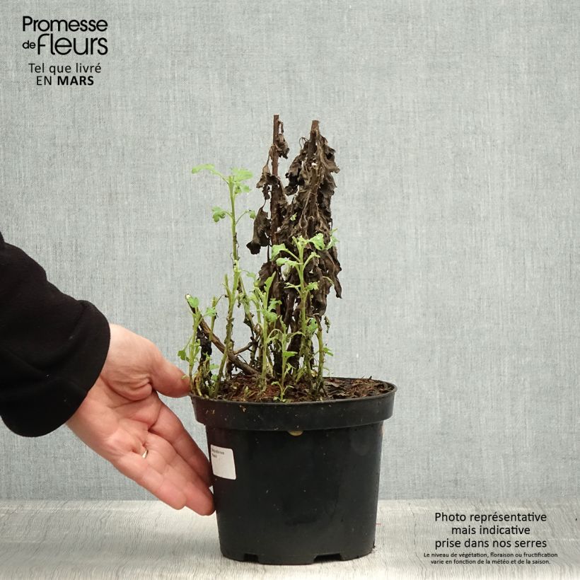 Chrysanthemum Poesie 2L/3L pot sample as delivered in spring