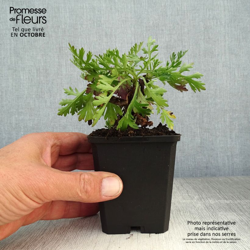 Chrysanthemum rubellum Clara Curtis 8/9 cm pot sample as delivered in autumn