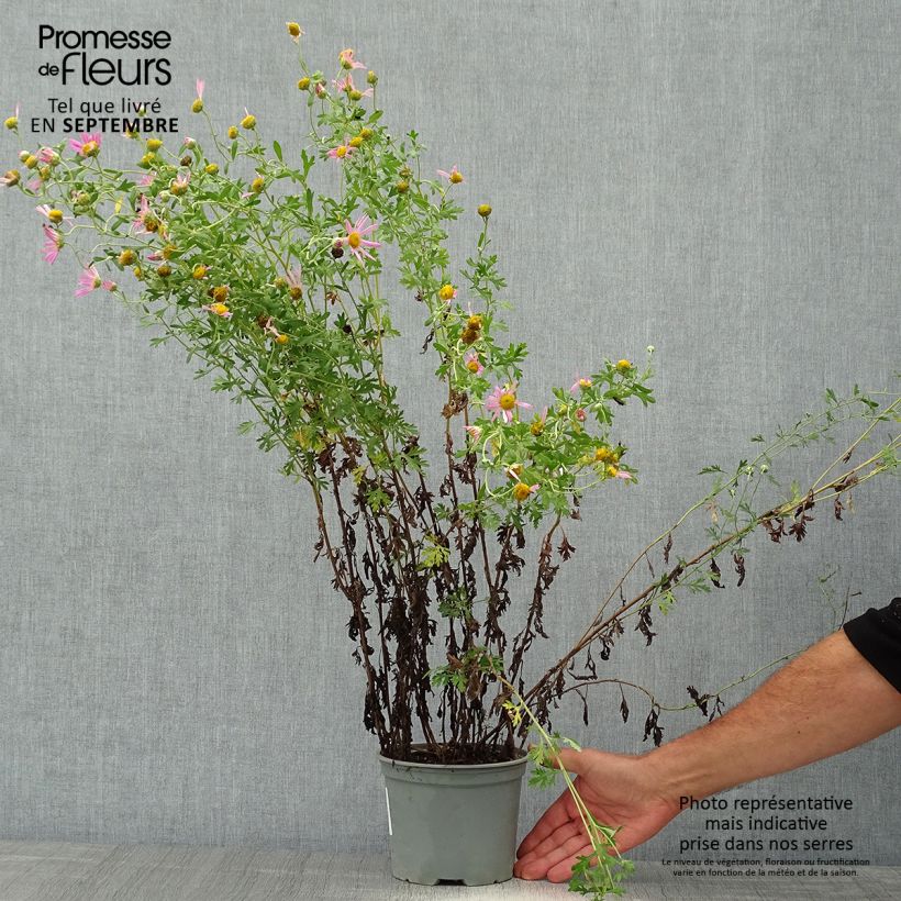 Chrysanthemum rubellum Clara Curtis 2L/3L pot sample as delivered in autumn